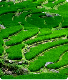 Guest comments in English