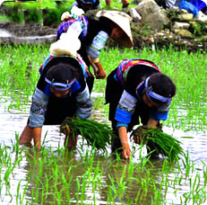 Guest comments in English