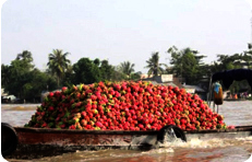 Guest comments in English