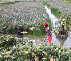 Guest comments in English