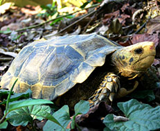 Guest comments in English