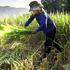 Guest comments in English