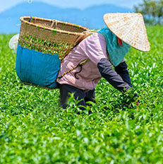 Guest comments in English