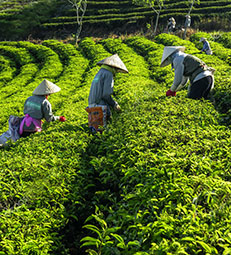 Guest comments in English