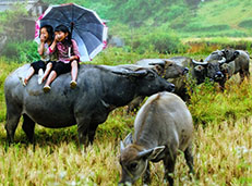 Guest comments in English