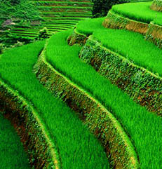 Guest comments in English